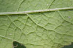 Mullein foxglove